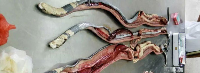 蛇病防治要懂科学的方法