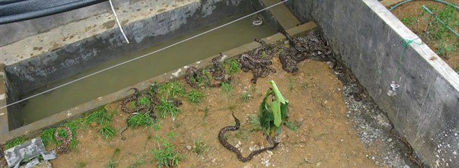 蛇类养殖示范基地