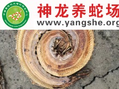 制作五步蛇干