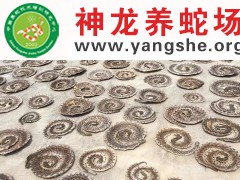 制作五步蛇干