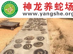 制作五步蛇干