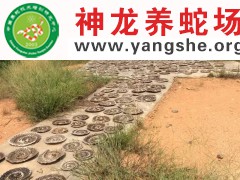 制作五步蛇干