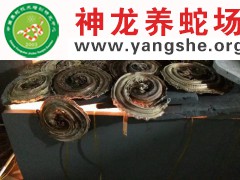 制作五步蛇干