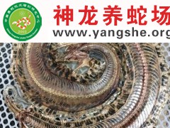 制作五步蛇干