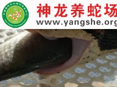 五步蛇进食