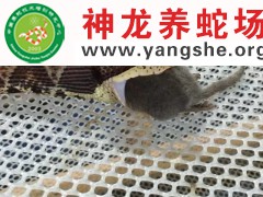 五步蛇进食