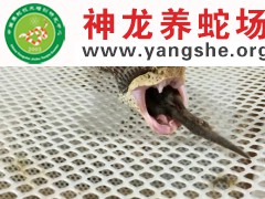 五步蛇进食