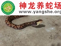 五步蛇进食