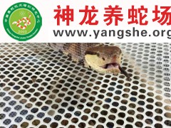 五步蛇进食