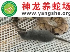 五步蛇进食