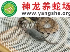 五步蛇进食
