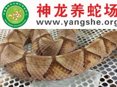 五步蛇进食